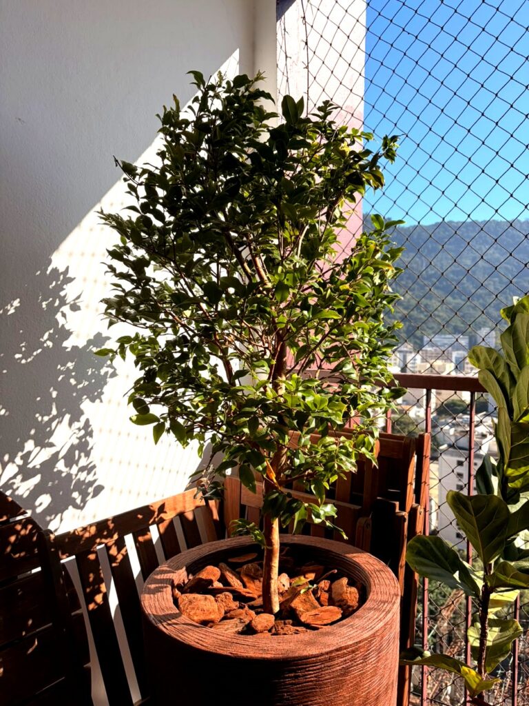 Mini jabuticabeira em vaso na sacada de apartamento com luz natural abundante