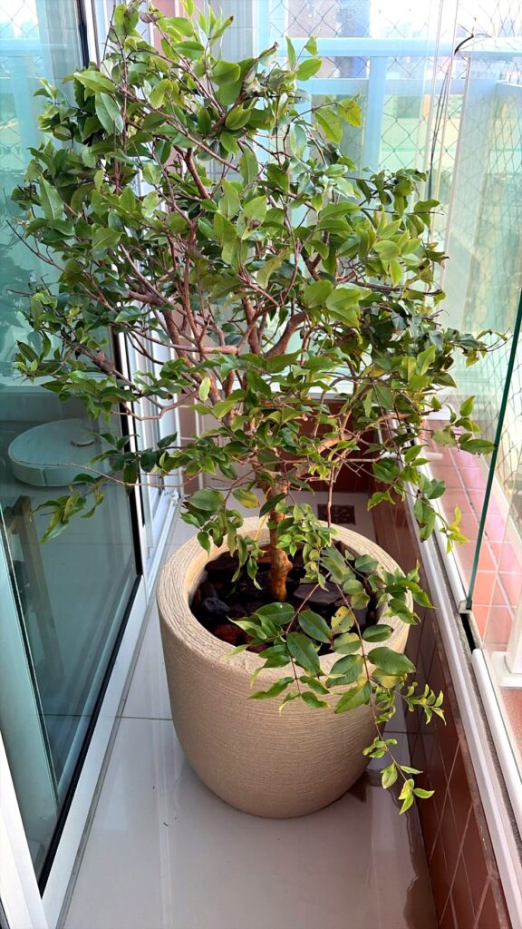 Jabuticabeira em vaso na sacada de cliente com folhagem saudável e viçosa