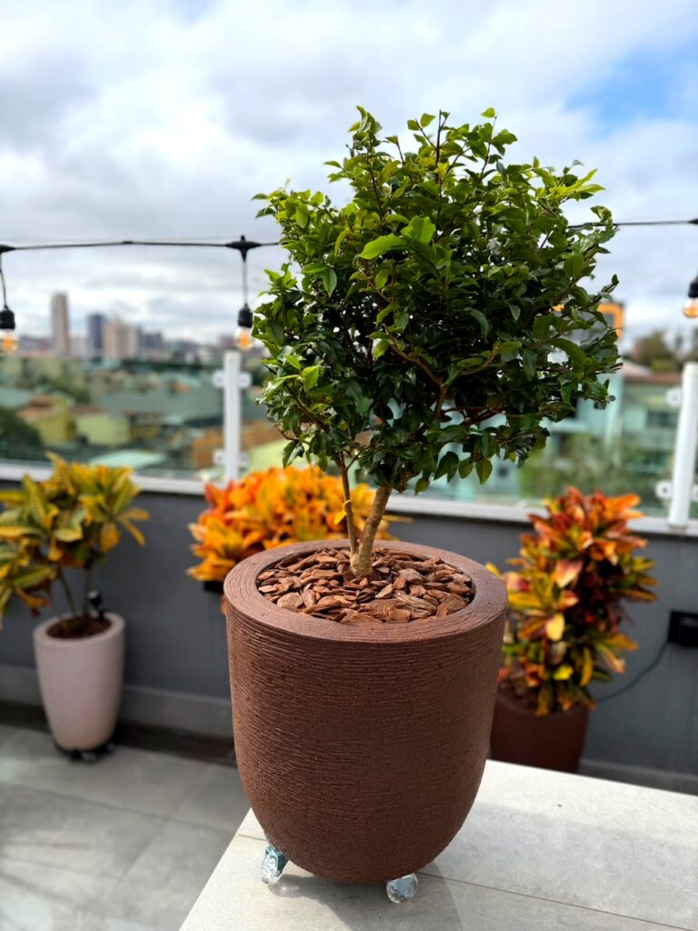 Mini jabuticabeira em vaso na cobertura com vista de cidade ao fundo