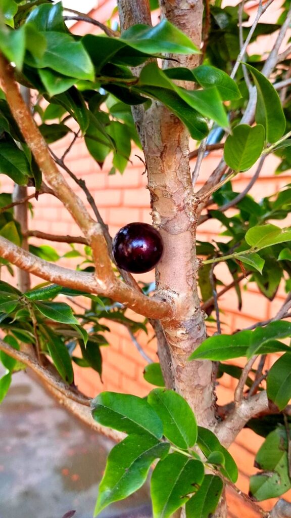 Mini jabuticabeira em vaso carregada de frutos maduros prontos para colheita