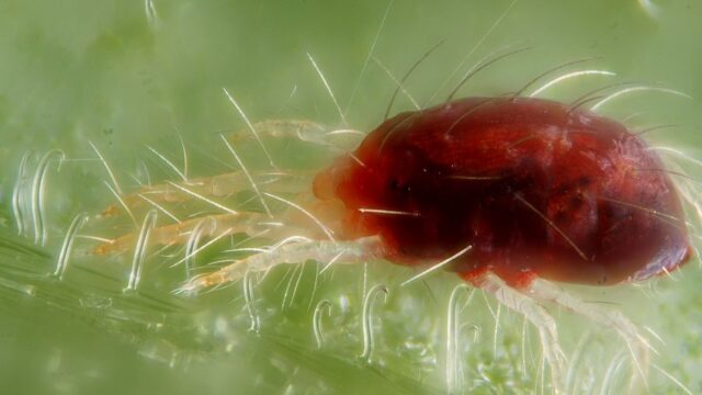 Ácaro em Plantas: Como Identificar, Tratar e Prevenir em Folhagem de Interior
