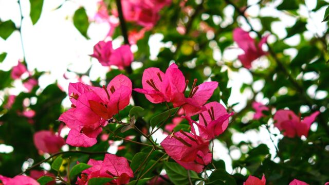 Primavera Bougainvillea: O Guia Completo de Cultivo, Floração e Mudas