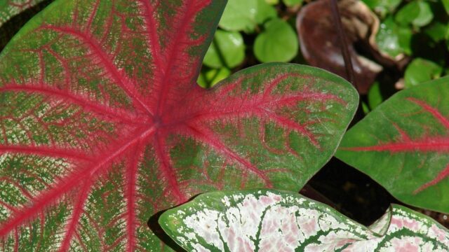 Caladium: Guia Completo do Bulbo à Folha Colorida