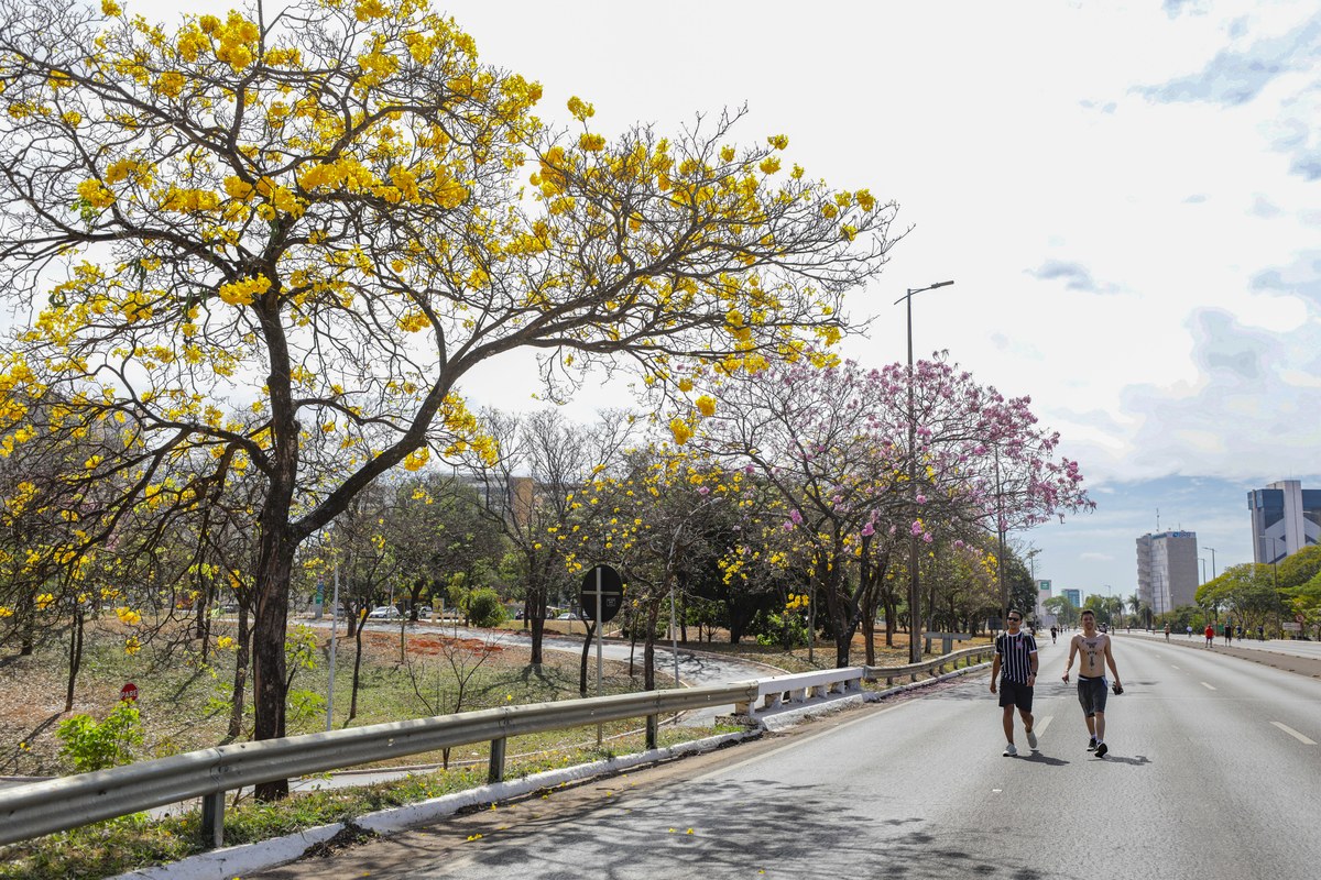 Avenida de Brasília com fileira de ipês-amarelos em plena florada no auge do inverno seco