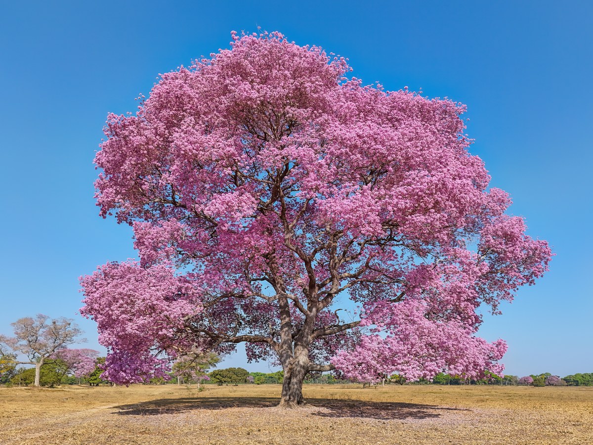 Ipê rosa isolado em plena florada visto de cima em Mato Grosso, funcionando como um farol de cor na paisagem