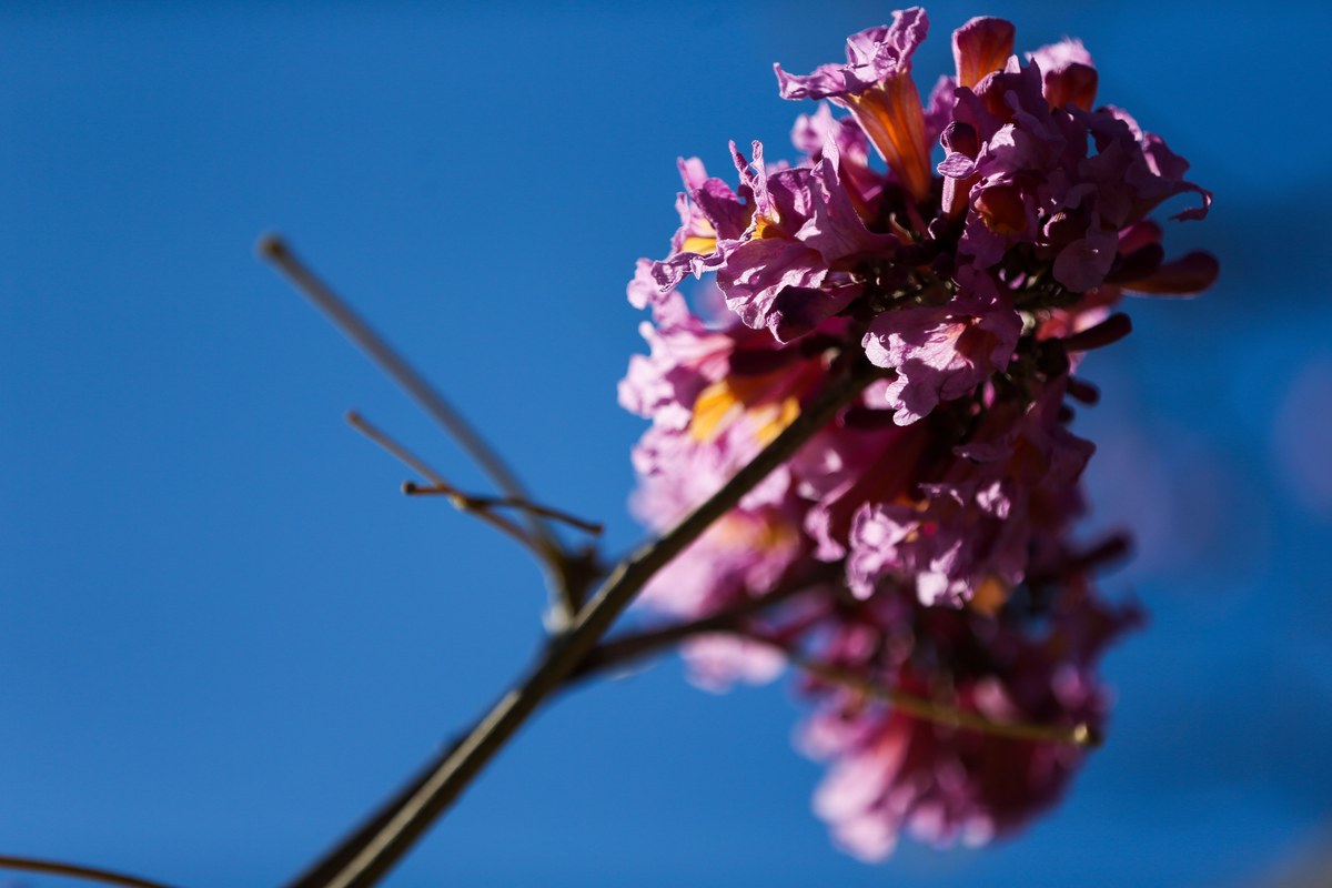 Rua de Brasília tomada pela florada sincronizada de ipês-roxos, exemplo de mass flowering urbano