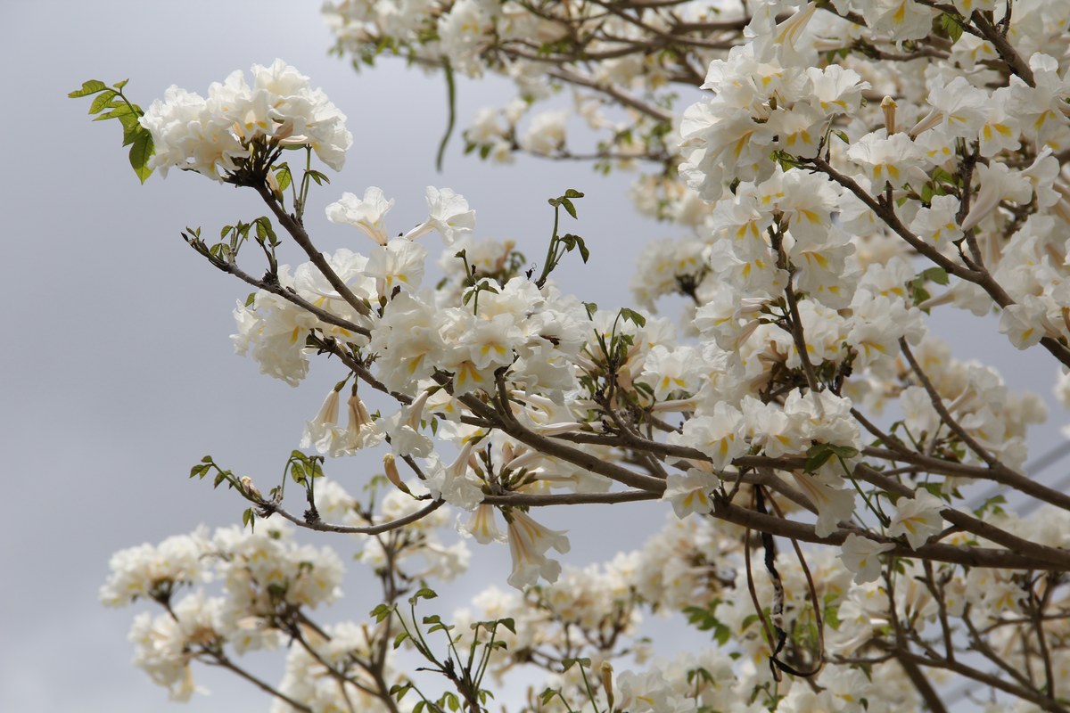 Ipê-branco (Tabebuia roseoalba) em plena florada, a chamada neve do cerrado que fecha a temporada