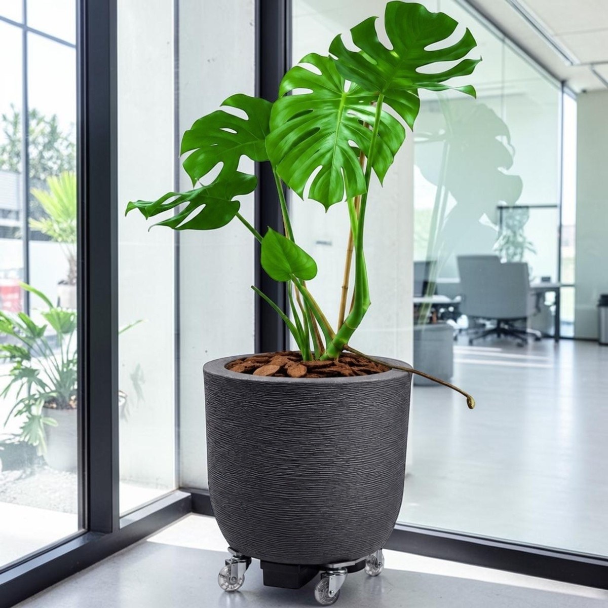 Costela-de-Adão em vaso cinza escuro posicionada em ambiente corporativo moderno com janelas amplas de vidro