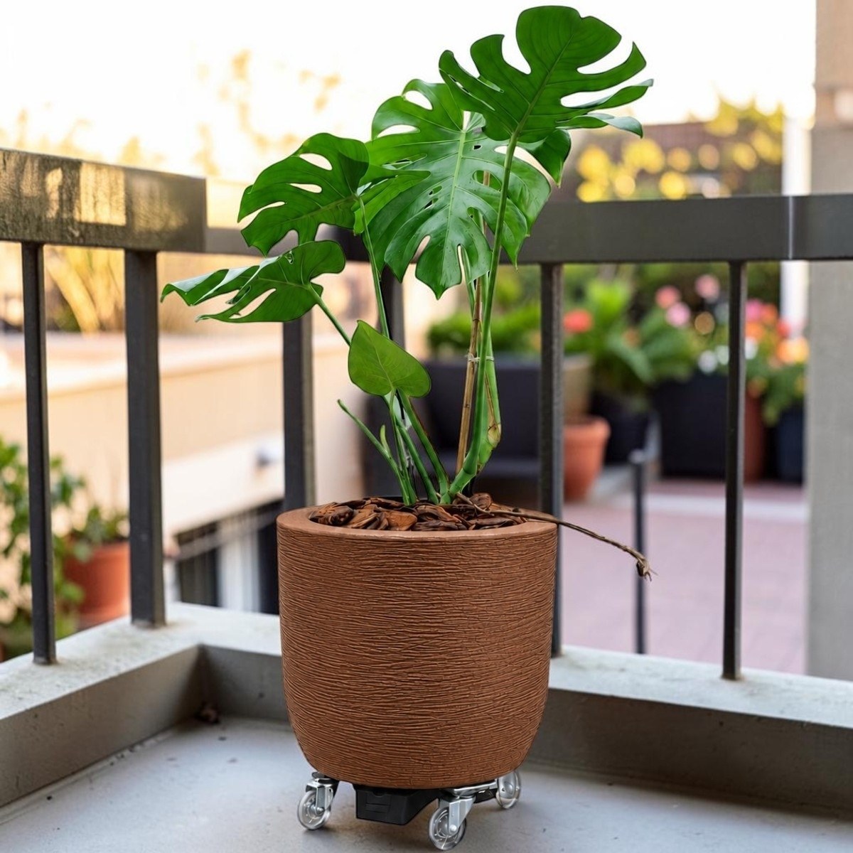 Costela-de-Adão em varanda de apartamento com grades pretas e plantas coloridas ao fundo em luz de fim de tarde