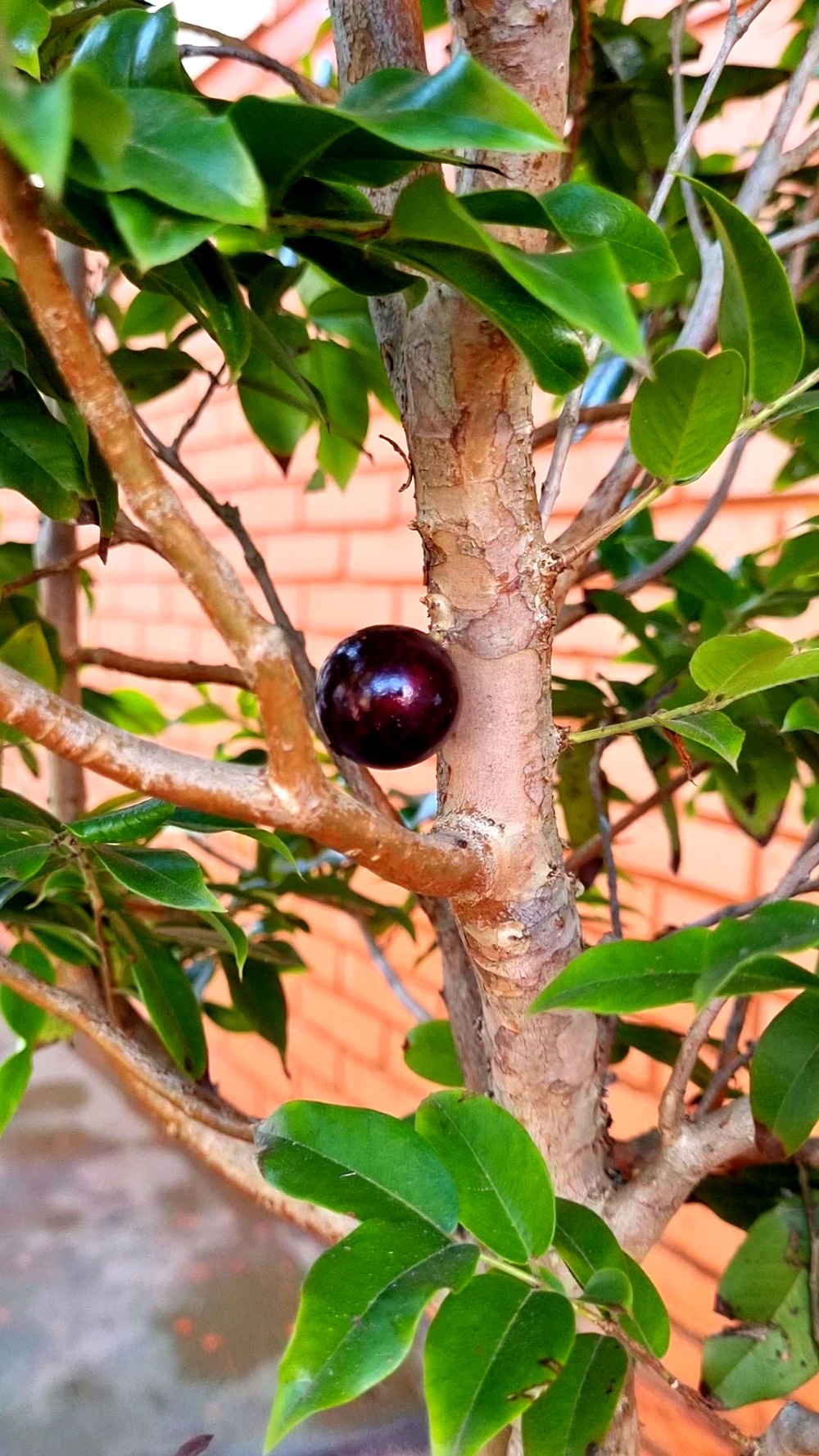 Fruta madura no tronco de uma jabuticabeira híbrida, de folhas mais largas que as da Sabará