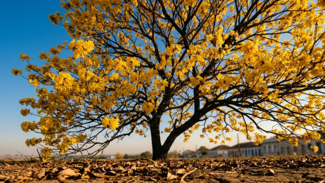 Por Que o Ipê Floresce Na Seca: A Biologia Da Copa Nua