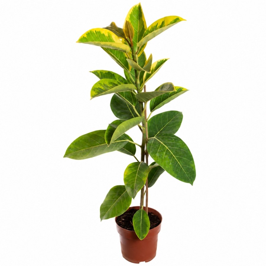 Folhas do Ficus Altissima com variegação verde e amarelo brilhante