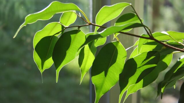 2026 é o Ano do Ficus: Por Que a Autoridade Mundial Elegeu Essa Folhagem