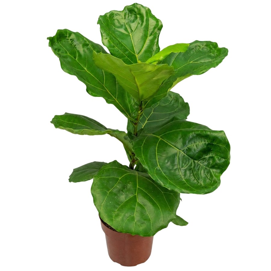 Ficus Lyrata (Fiddle Leaf Fig) com folhas em formato de violino brilhantes