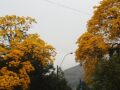 Árvores Para Calçada: 30 Espécies Que Não Destroem Piso Nem Rede Elétrica