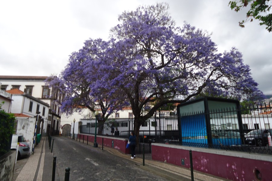Jacarandá em flor sobre calçada e rua estreita, árvore de porte médio em ambiente urbano