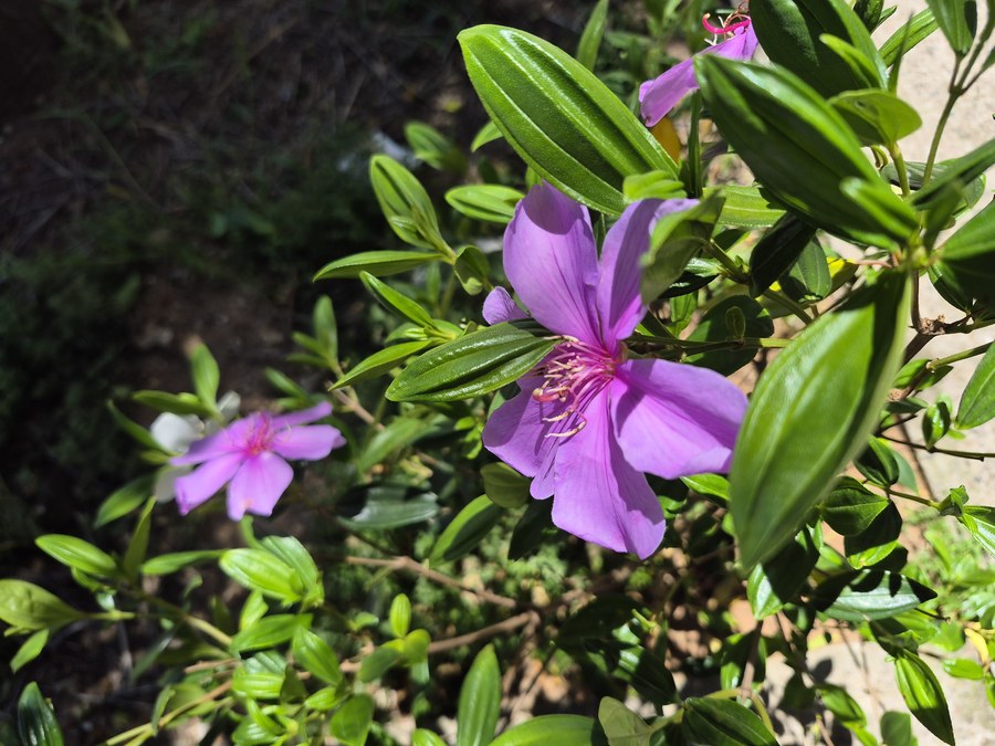 Flor rosa do manacá-da-serra (Tibouchina mutabilis), árvore nativa de pequeno porte