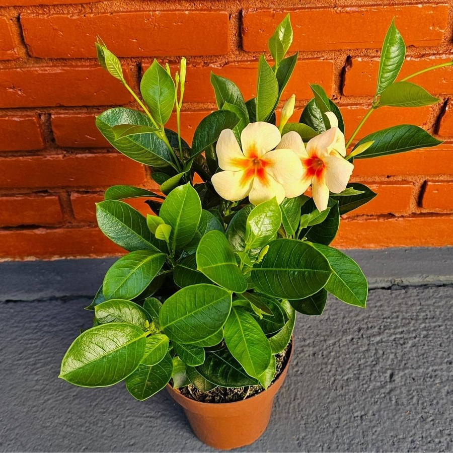 Dipladenia amarela com miolo laranja em vaso, contra parede de tijolos aparentes
