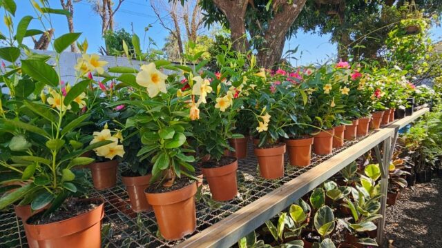 Dipladenia (Mandevilla): A Trepadeira Que Floresce o Ano Quase Inteiro