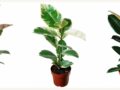 Planta Grande Para Sala: A Família Ficus da Terraje