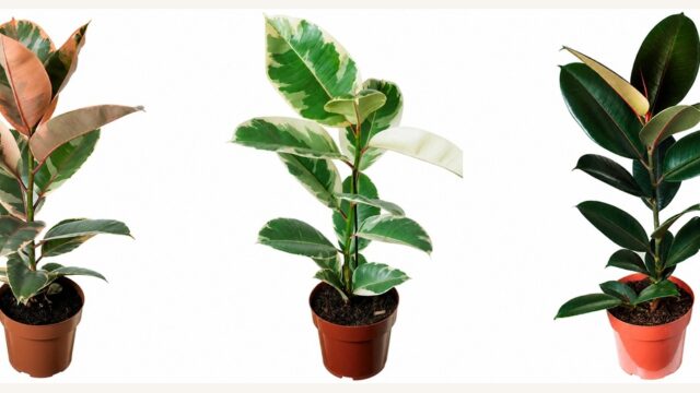 Planta Grande Para Sala: A Família Ficus da Terraje