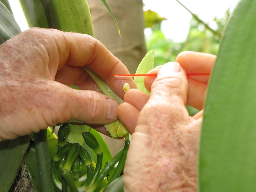 Polinização manual da flor da orquídea baunilha com palito, técnica essencial para produção de vagem