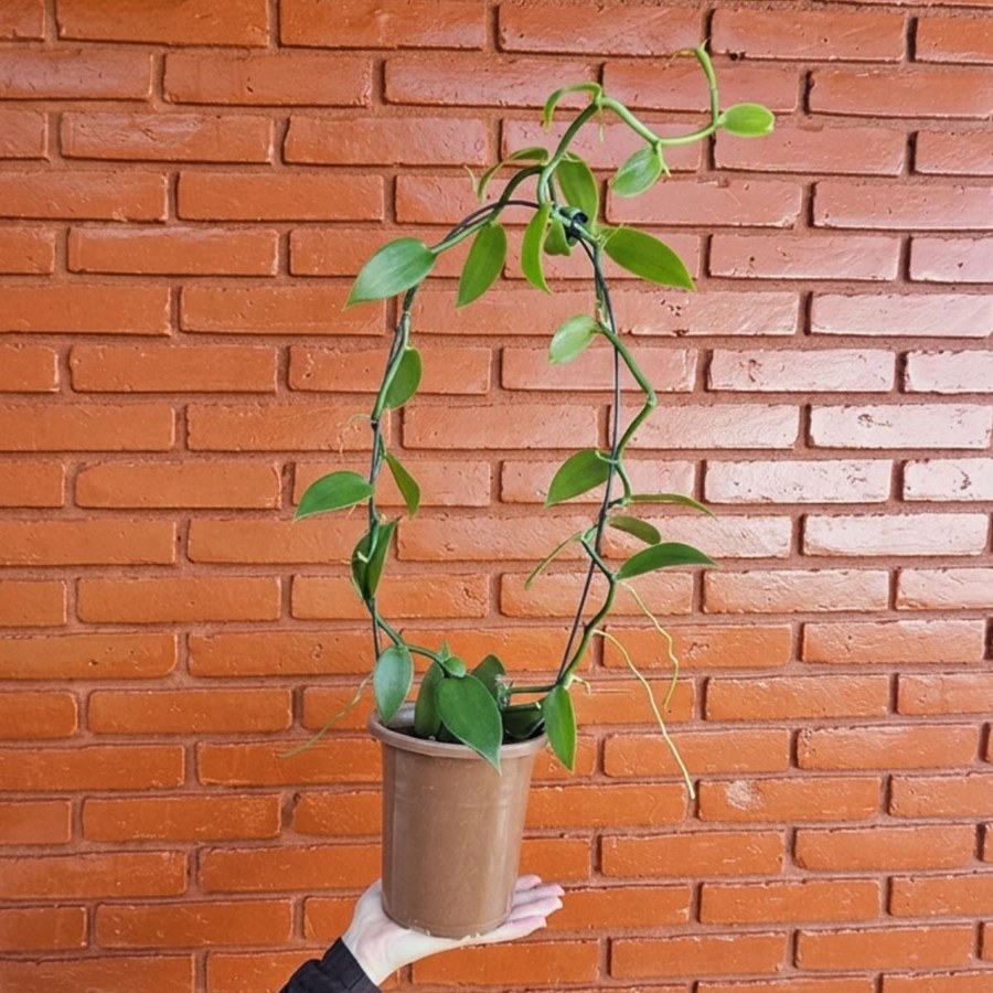 Muda de Orquídea Baunilha da Terraje já conduzida em tutor arco contra parede de tijolos aparentes