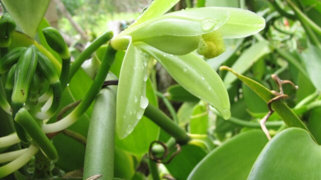 Orquídea Baunilha: A Trepadeira Que Produz o Segundo Tempero Mais Caro do Mundo