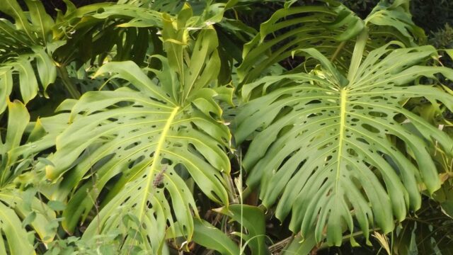 Planta Grande Para Sala: A Família Ficus da Terraje