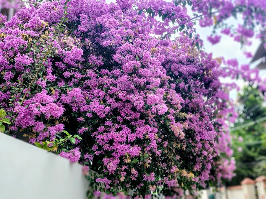 Muro coberto por primavera bougainvillea roxa em cascata