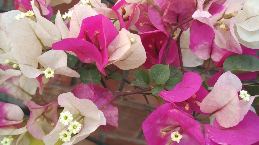 Brácteas rosa e branca da primavera bougainvillea com as flores verdadeiras brancas no centro