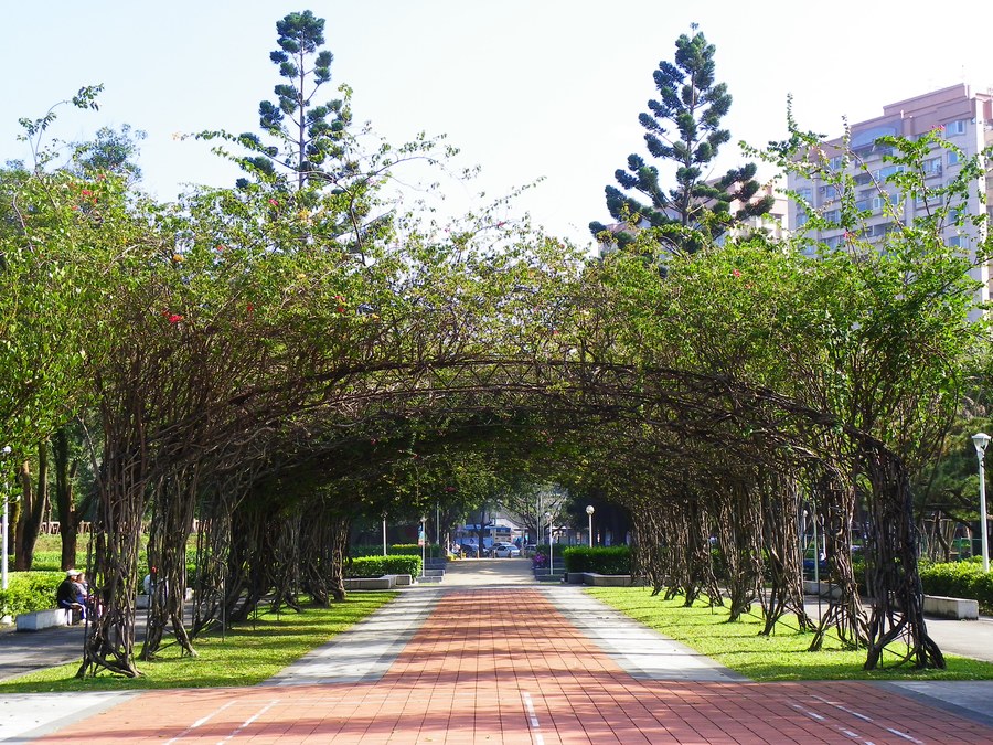 Troncos lenhosos retorcidos de primaveras bougainvillea conduzidas em túnel