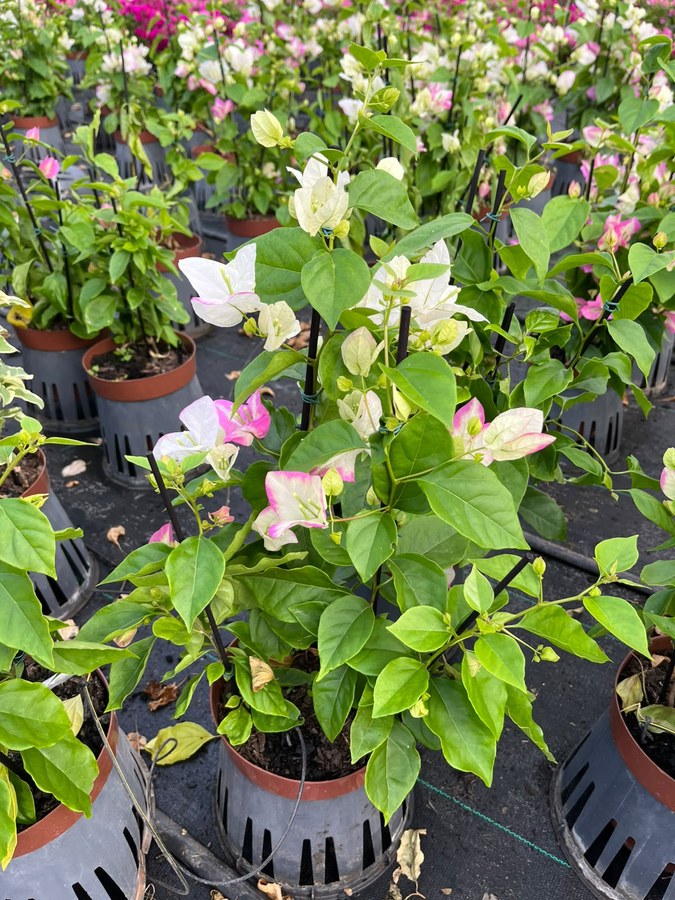 Primavera de brácteas brancas com bordas rosa florida no viveiro