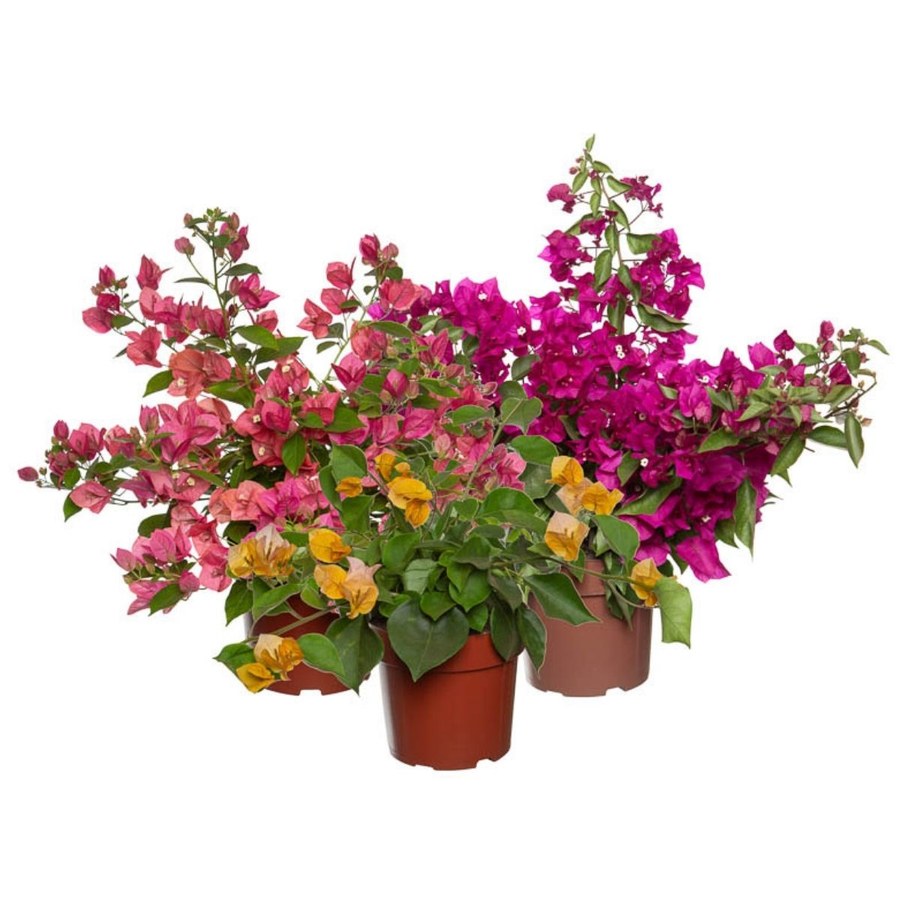 Três vasos de primavera cor sortida em pote 17, nas cores salmão, magenta e amarela