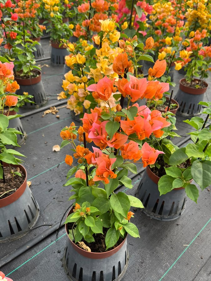 Primaveras floridas em laranja, amarelo e rosa alinhadas no viveiro