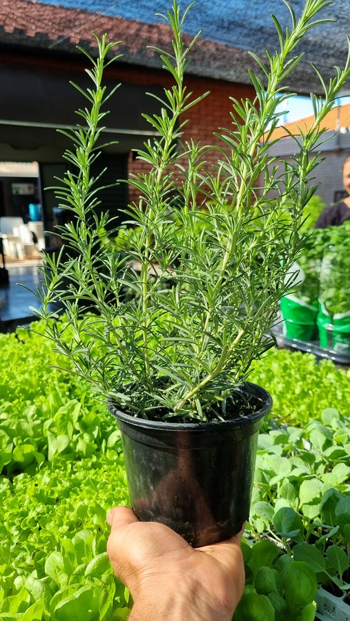 Vaso de alecrim com ramos verticais e folhas em agulha, segurado na mão sob sol forte