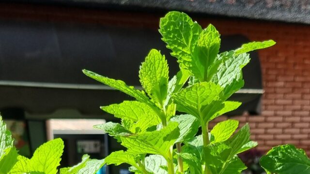 Manjericão, Alecrim e Hortelã: Como Cultivar os Três Temperos em Vaso