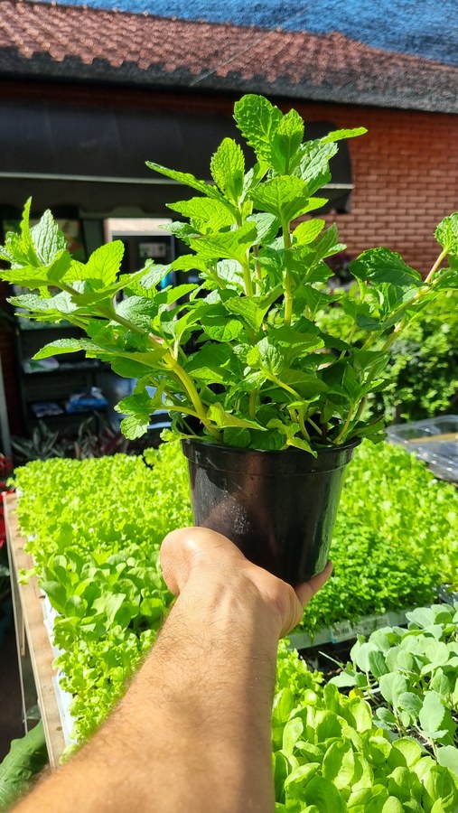 Vaso de hortelã com folhas largas e enrugadas, segurado na mão em viveiro
