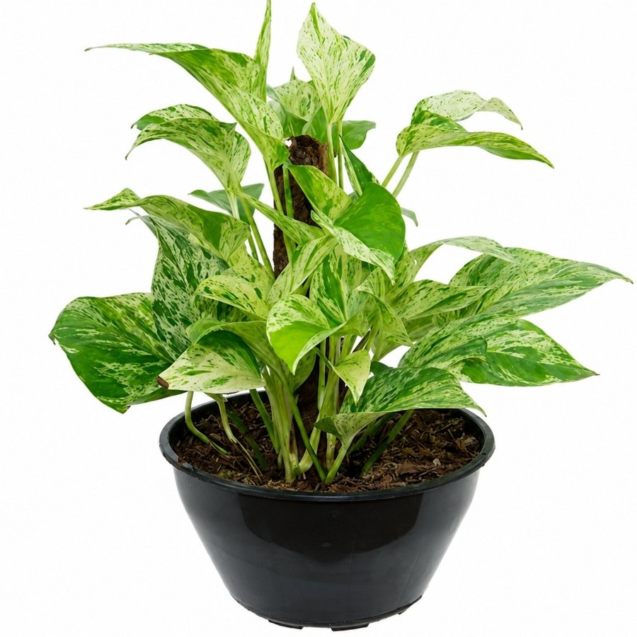 Jiboia Branca variegada creme e verde em vaso preto