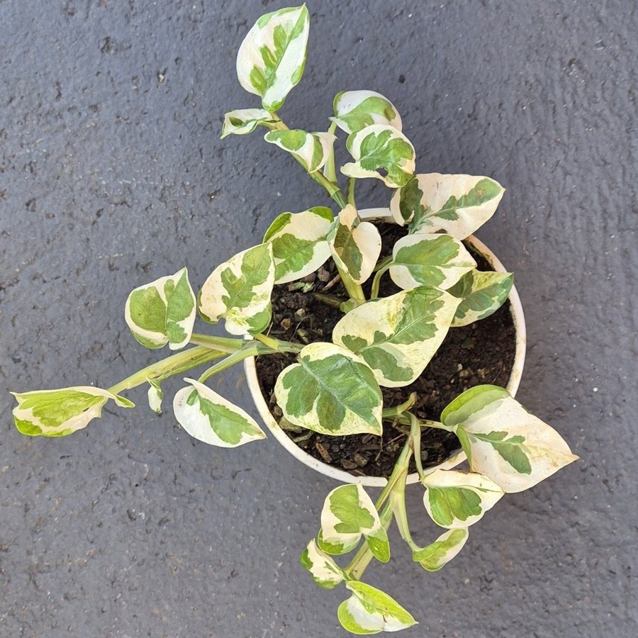 Jiboia N’Joy compacta com padrão variegado branco e verde