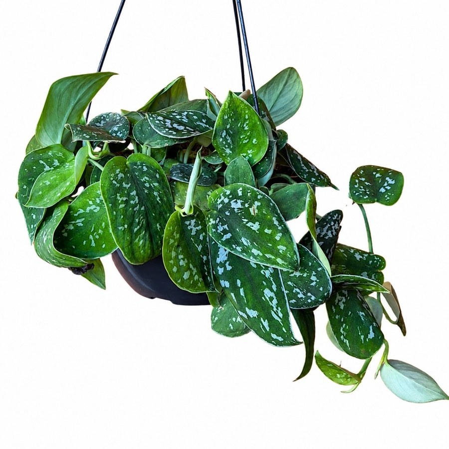 Jiboia Prata (Scindapsus Argyraeus) com folhas verde escuro e marcas prateadas