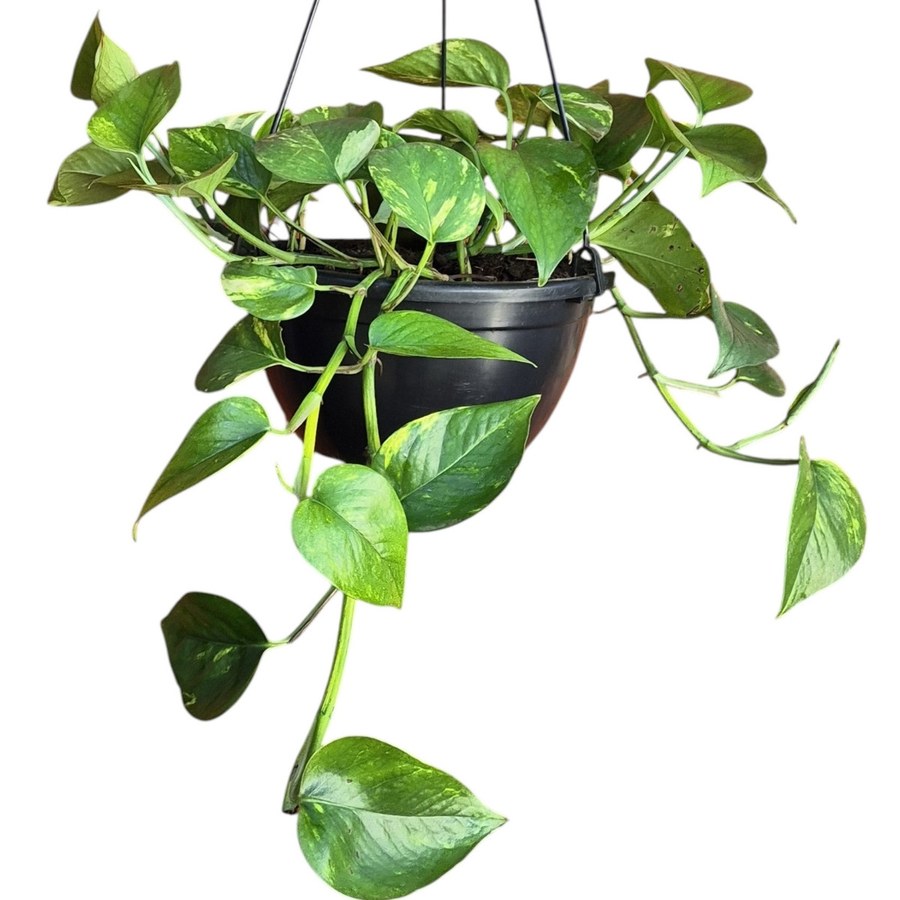 Jiboia Verde (Epipremnum aureum) em cachepot pendurado, folhas verde uniforme