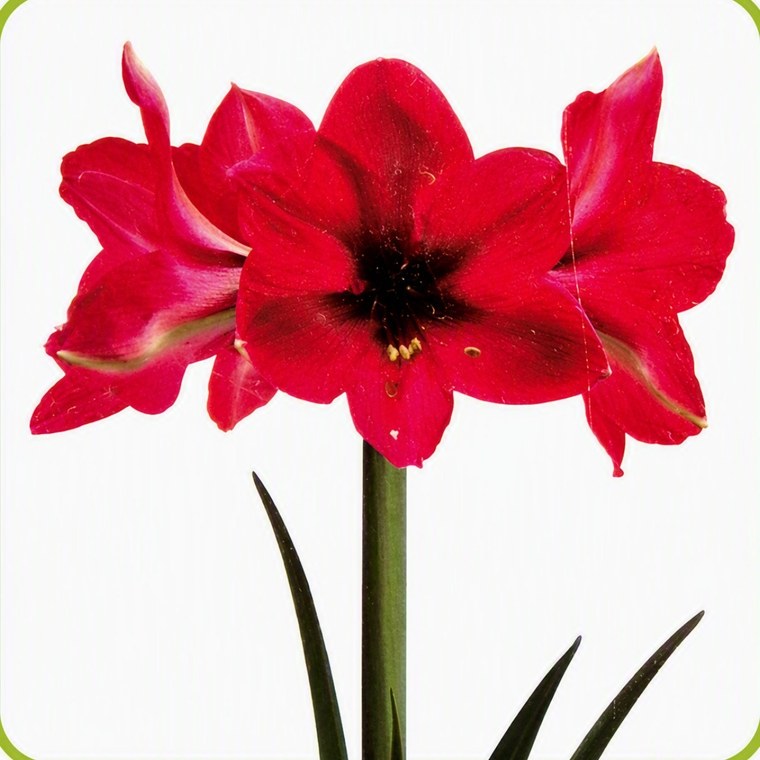 Flor de amarilis Pink Panther rosa aberta