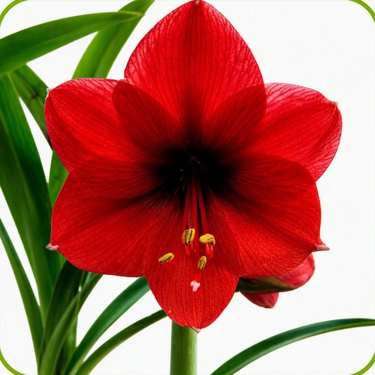 Flor de amarilis Red Lion vermelha aberta