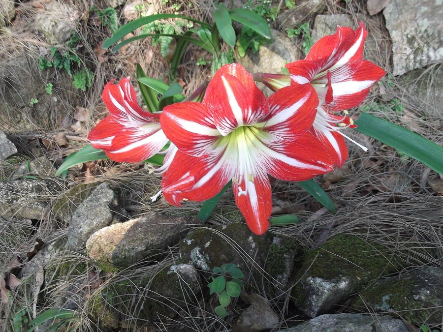Amarilis vermelha e branca florida entre pedras