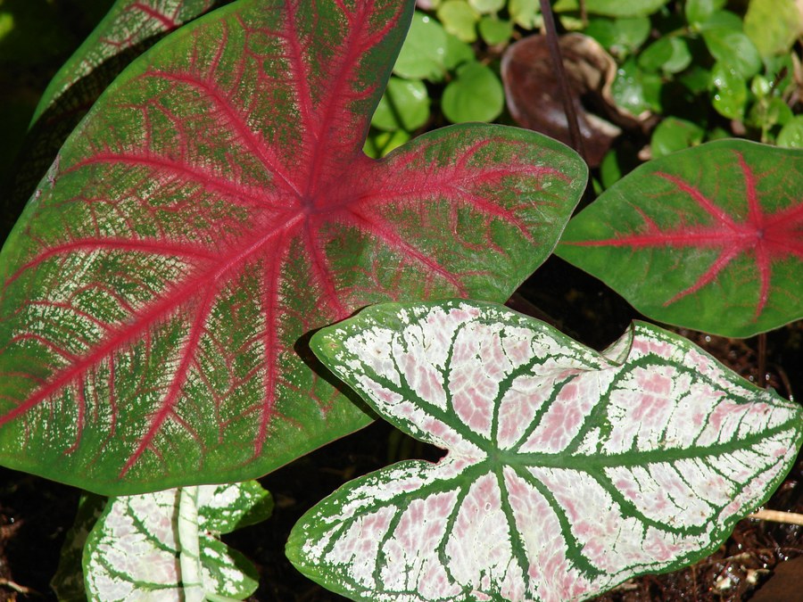 Folhas de caladium em vermelho, verde e branco lado a lado