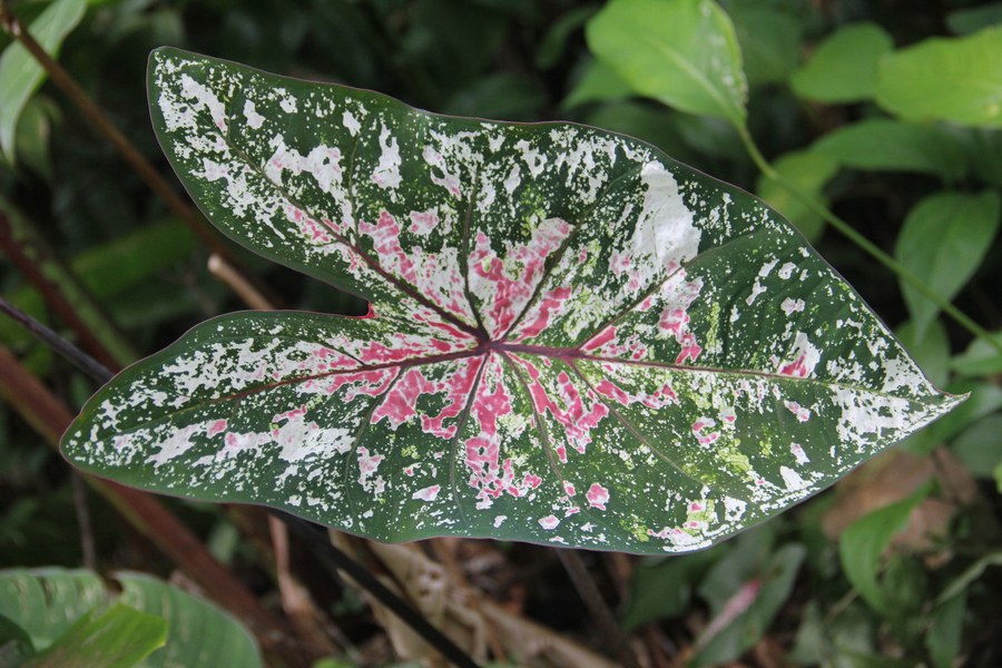 Folha de caladium verde escuro com manchas brancas e rosa
