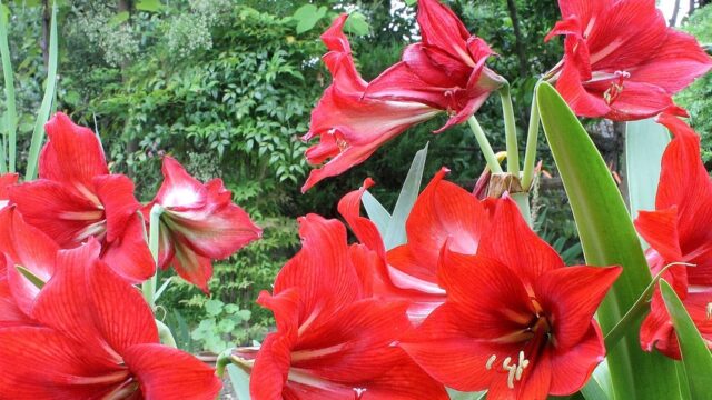 Como Plantar Amaryllis: a Flor Já Vem Pronta Dentro do Bulbo