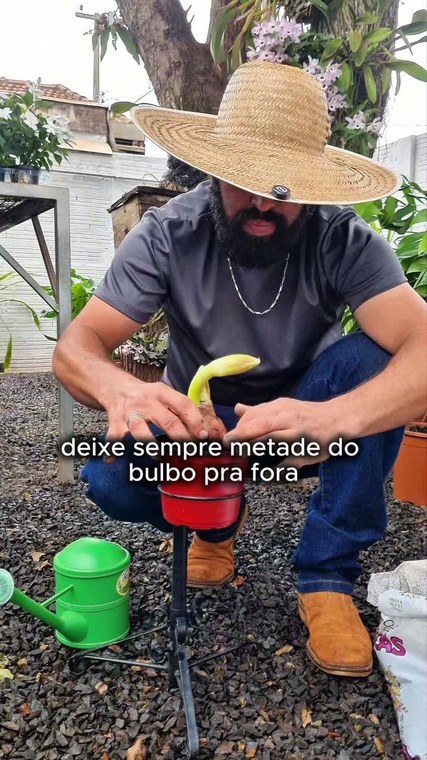 Como plantar amaryllis com metade do bulbo para fora da terra