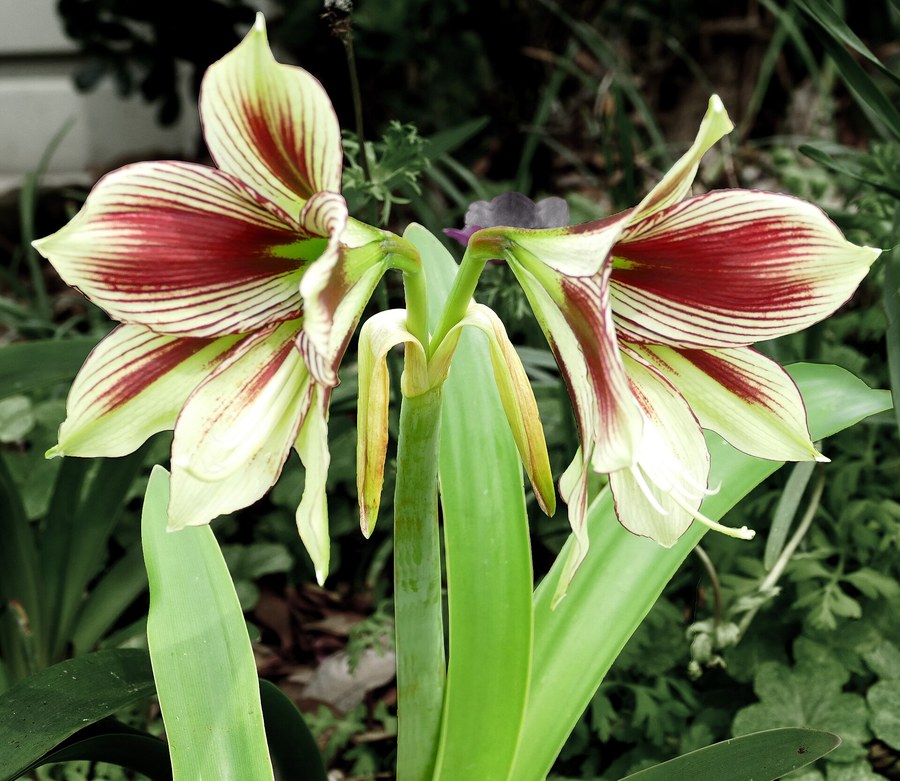 Hippeastrum papilio, a amarilis borboleta nativa da Mata Atlantica